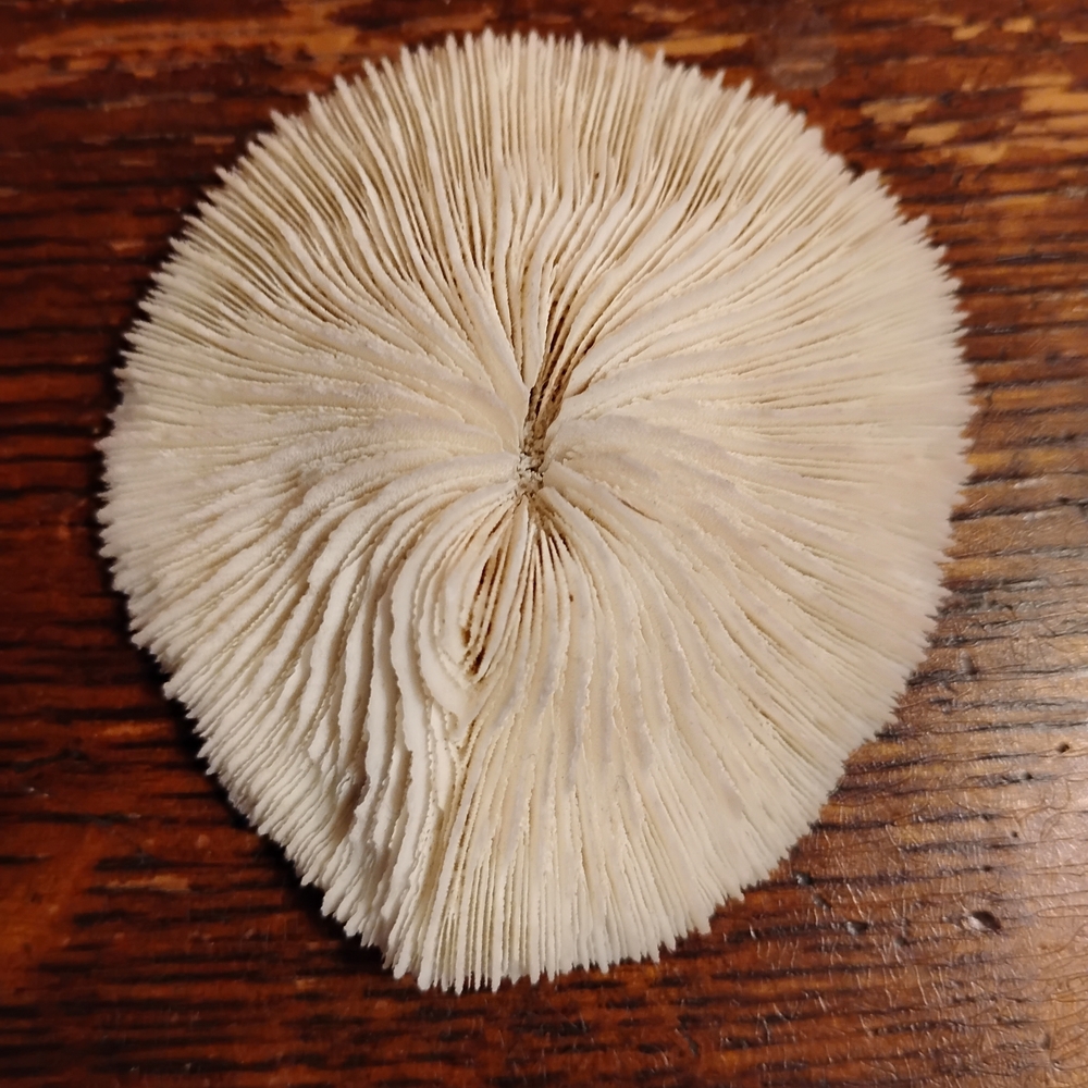 Mushroom Coral Fungia repanda or Fungia Fungites